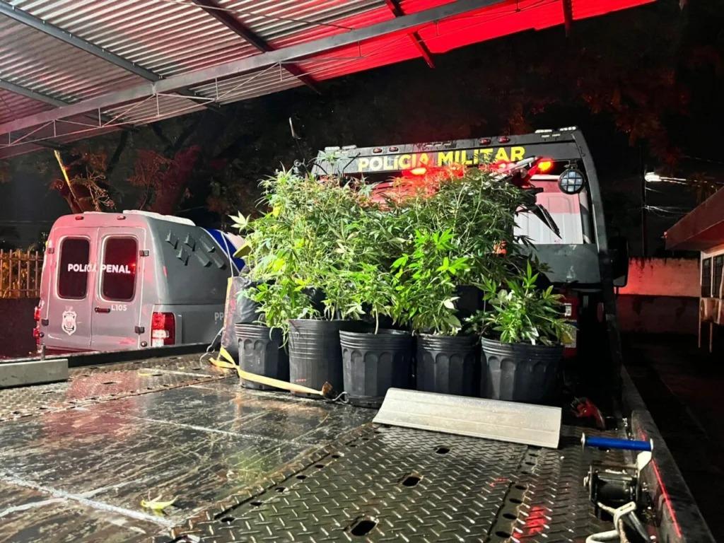 Associação canábica se manifesta após apreensão em Maringá