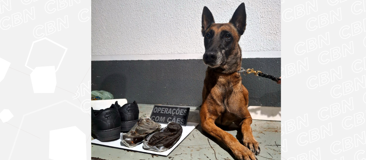 GCM apreende haxixe em banheiro na rodoviária de Maringá