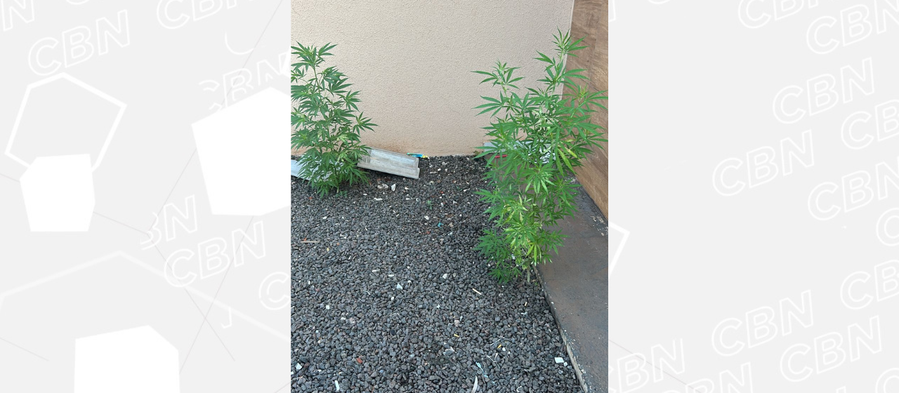 Denarc cumpre mandados em investigação contra tráfico em Maringá e Sarandi