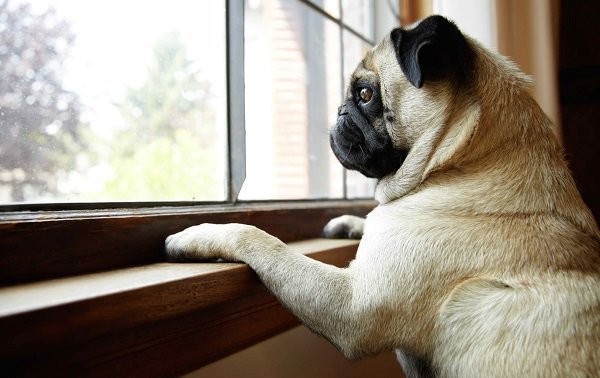 Vou viajar e não posso levar meu pet. O que fazer?