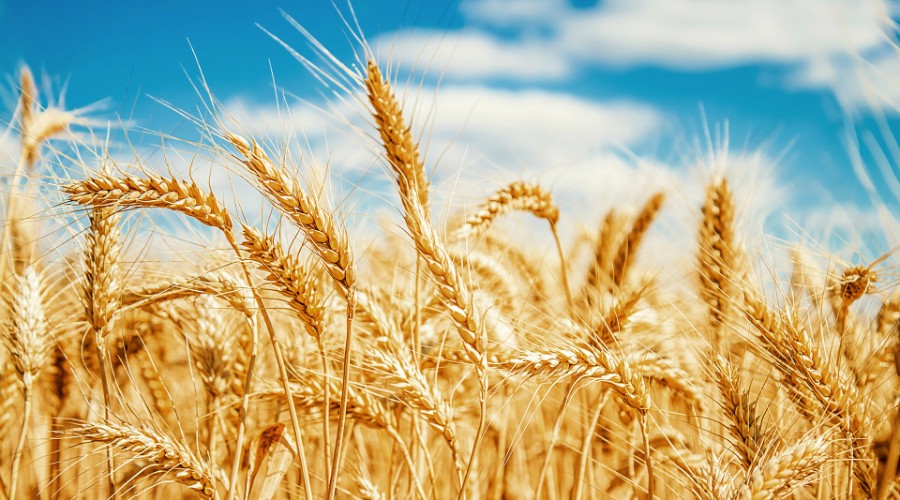 Trigo custa R$ 46,50 a saca em várias praças do Paraná