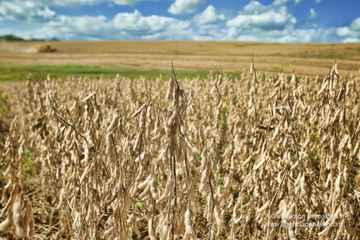 Um balanço dos preços da soja praticados nessa safra 2019/2020