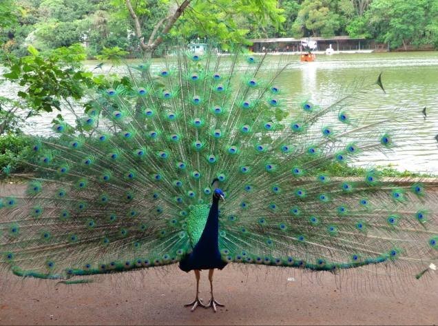 Duas mulheres são investigadas por arrancar penas de um pavão