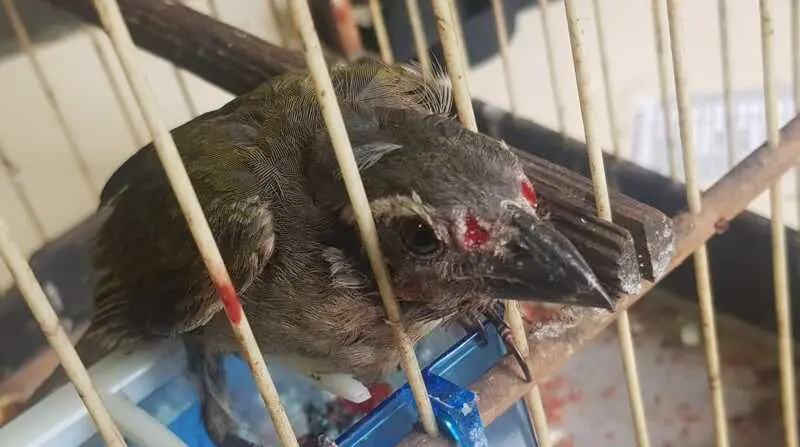 Polícia apreende aves silvestres e multa morador de Mandaguari