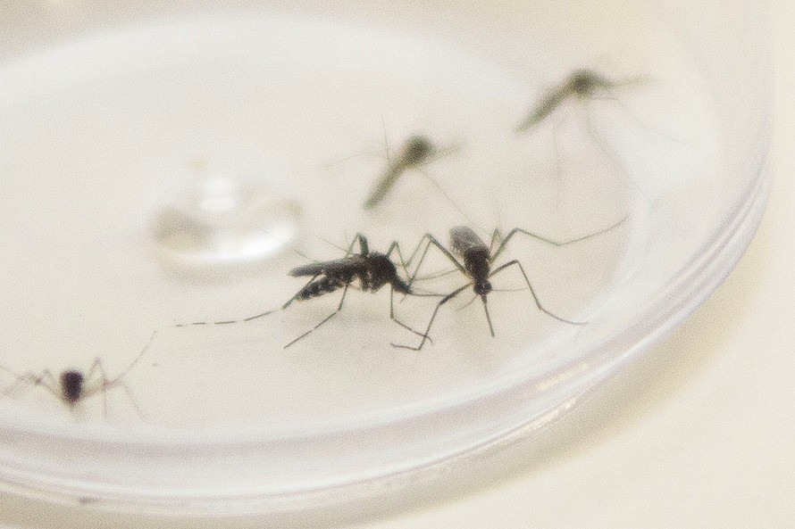 Maringá registra 11 novos casos de dengue em uma semana; total sobe para 45