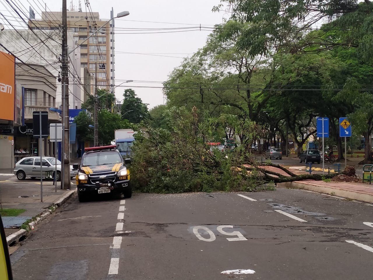 Já passa de 80 o número de árvores caídas em Maringá