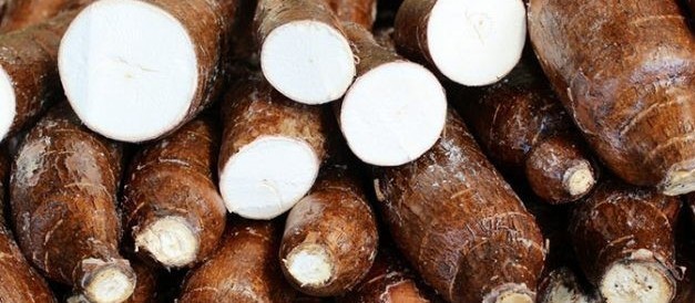 Tonelada da raiz de mandioca custa R$ 290 em Campo Mourão