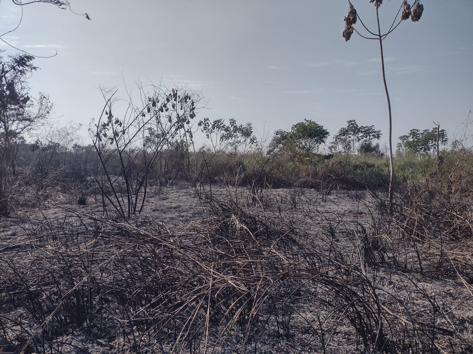 Veja: incêndio destrói 80% da vegetação da Ilha Óleo Cru