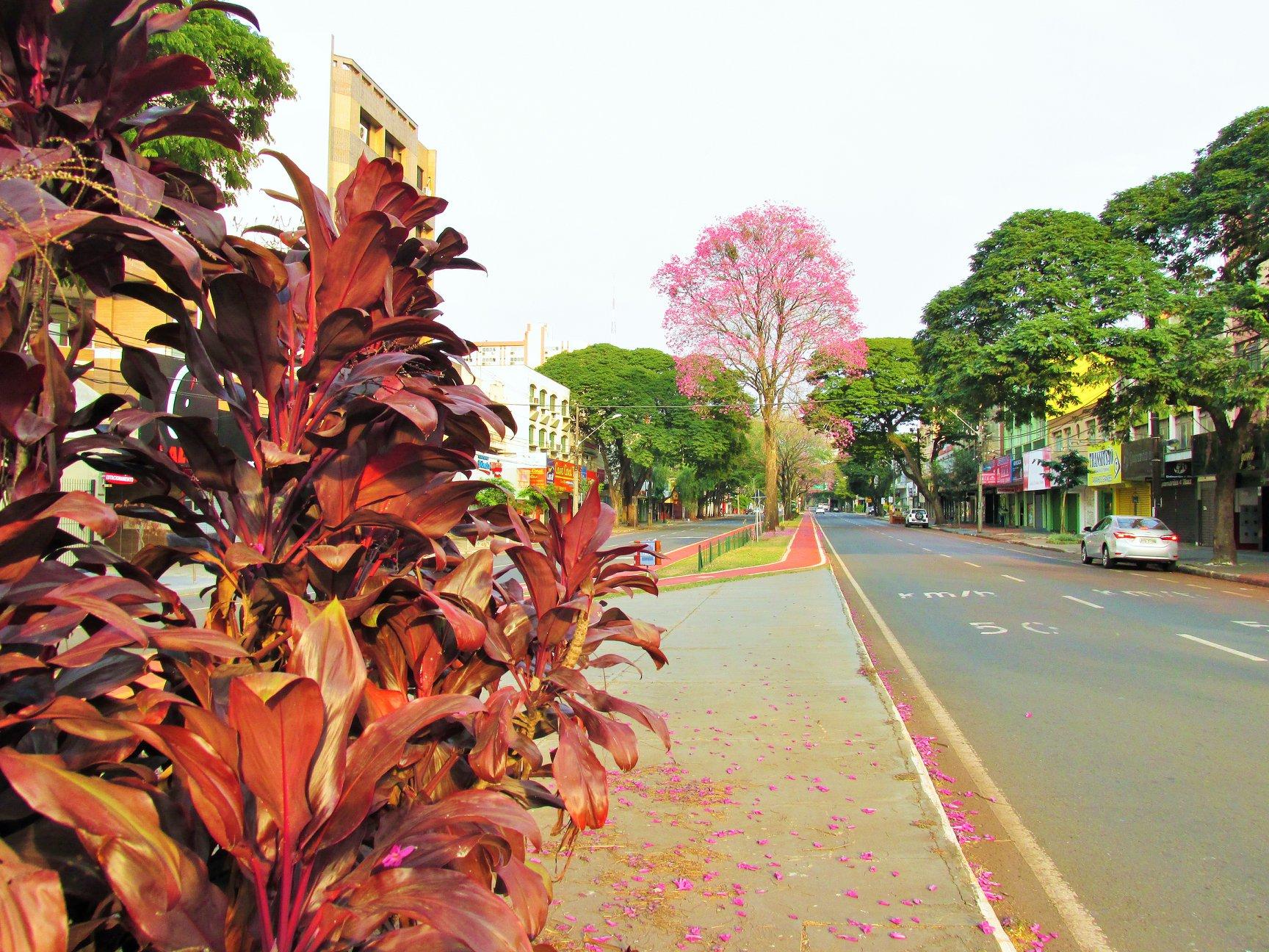 Sol predomina em Maringá nesta quinta (21); máxima prevista é de 31º C