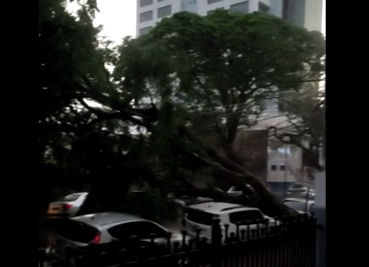 Após temporal em Maringá, 400 imóveis ficam sem luz; 11 árvores caídas até o momento