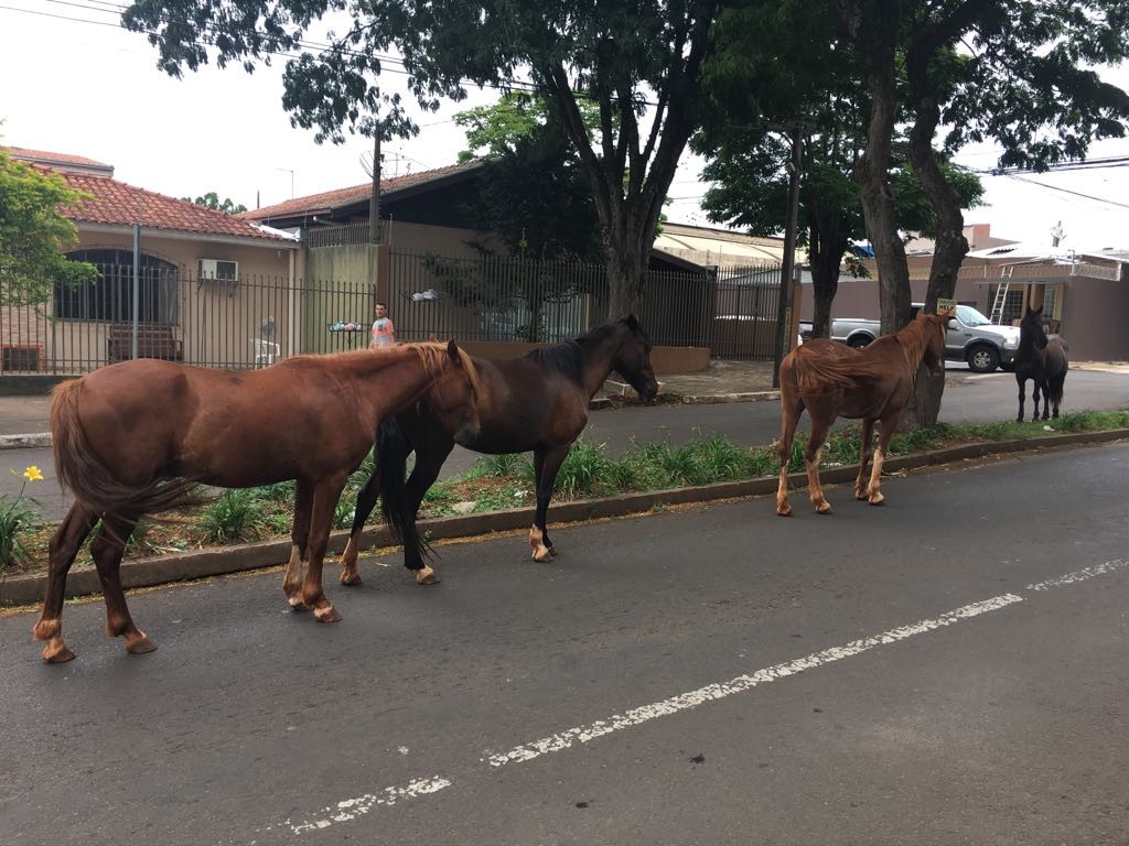 Prefeitura vai contratar uma empresa para recolher cavalos soltos