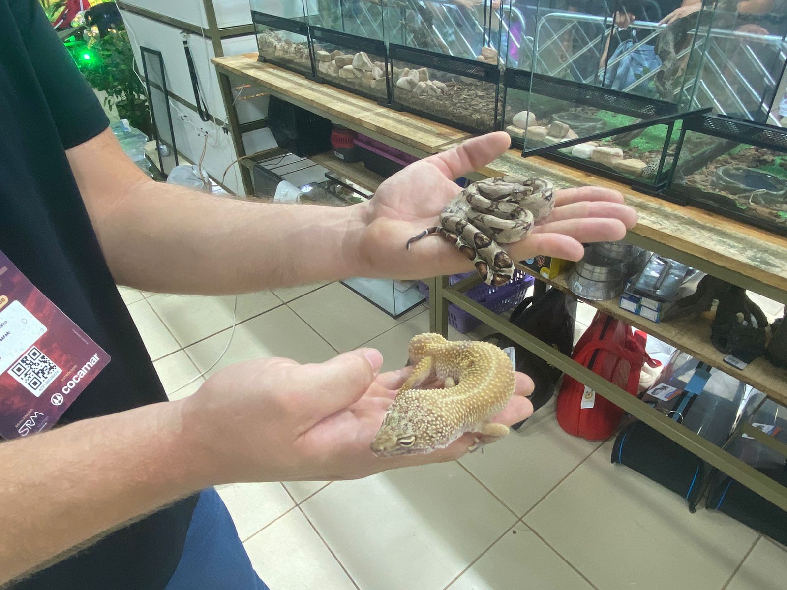 Animais exóticos chamam atenção na Expoingá