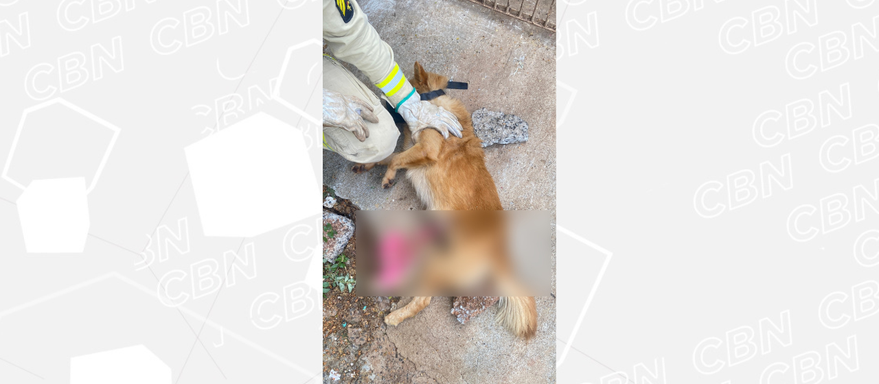 Cão empalado em portão não precisou de cirurgia e se recupera bem