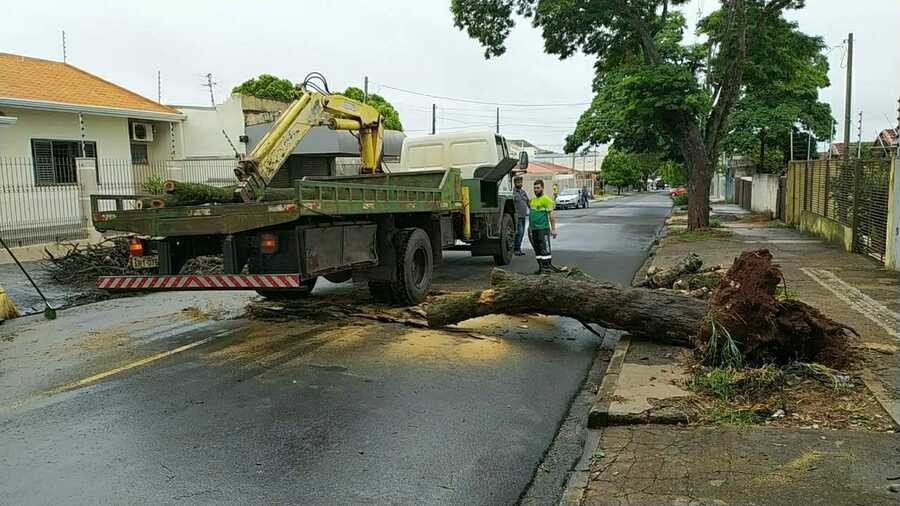 Chuva derruba árvores neste domingo (17) em Maringá