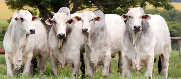 Boi gordo custa R$ 195 a arroba em Londrina