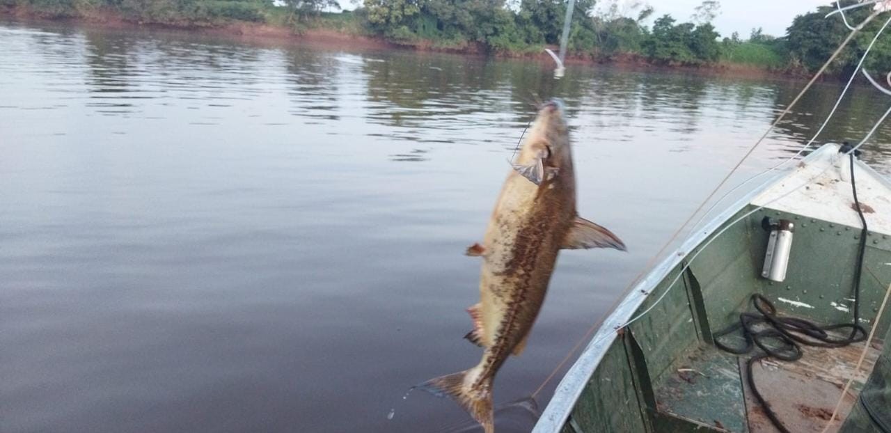 Polícia Ambiental devolve ao Rio Ivaí 150 peixes capturados irregularmente