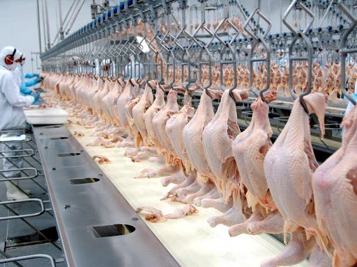 Brasil exportou 112 mil toneladas de carne de frango na primeira semana deste mês