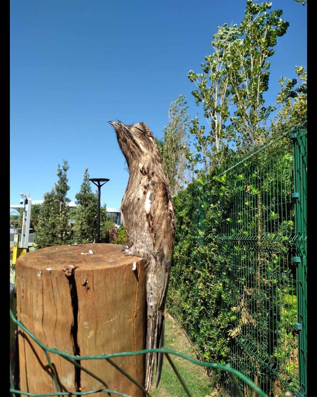 Urutau faz sucesso no Eurogarden; saiba mais sobre este pássaro