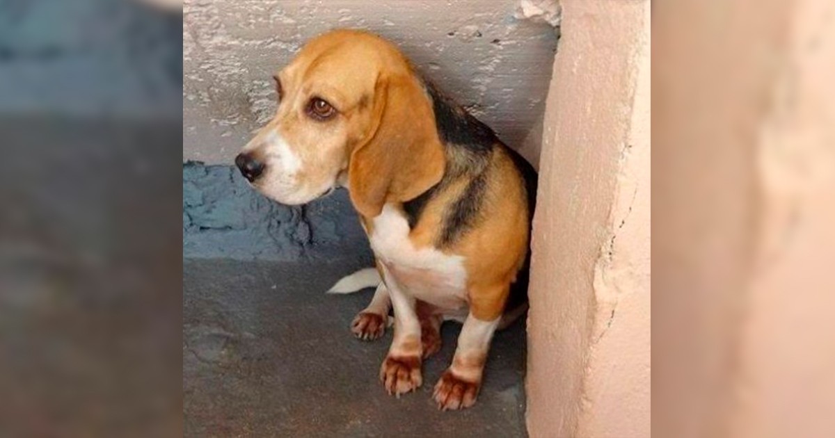 Justiça proíbe uso de animais em experimentos de odontologia da UEM