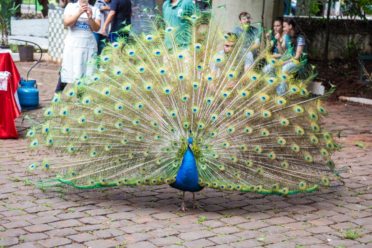 Mulheres são investigadas por arrancar penas de um pavão do Parque do Ingá