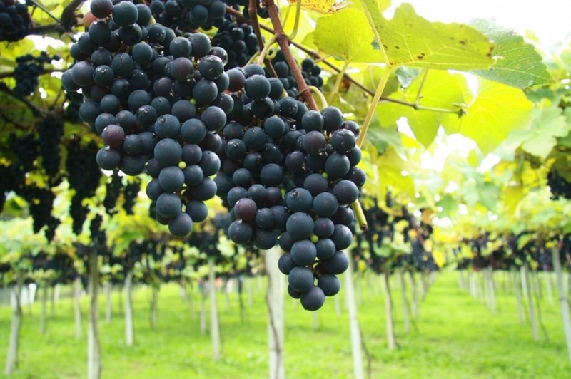Começa colheita da uva na região