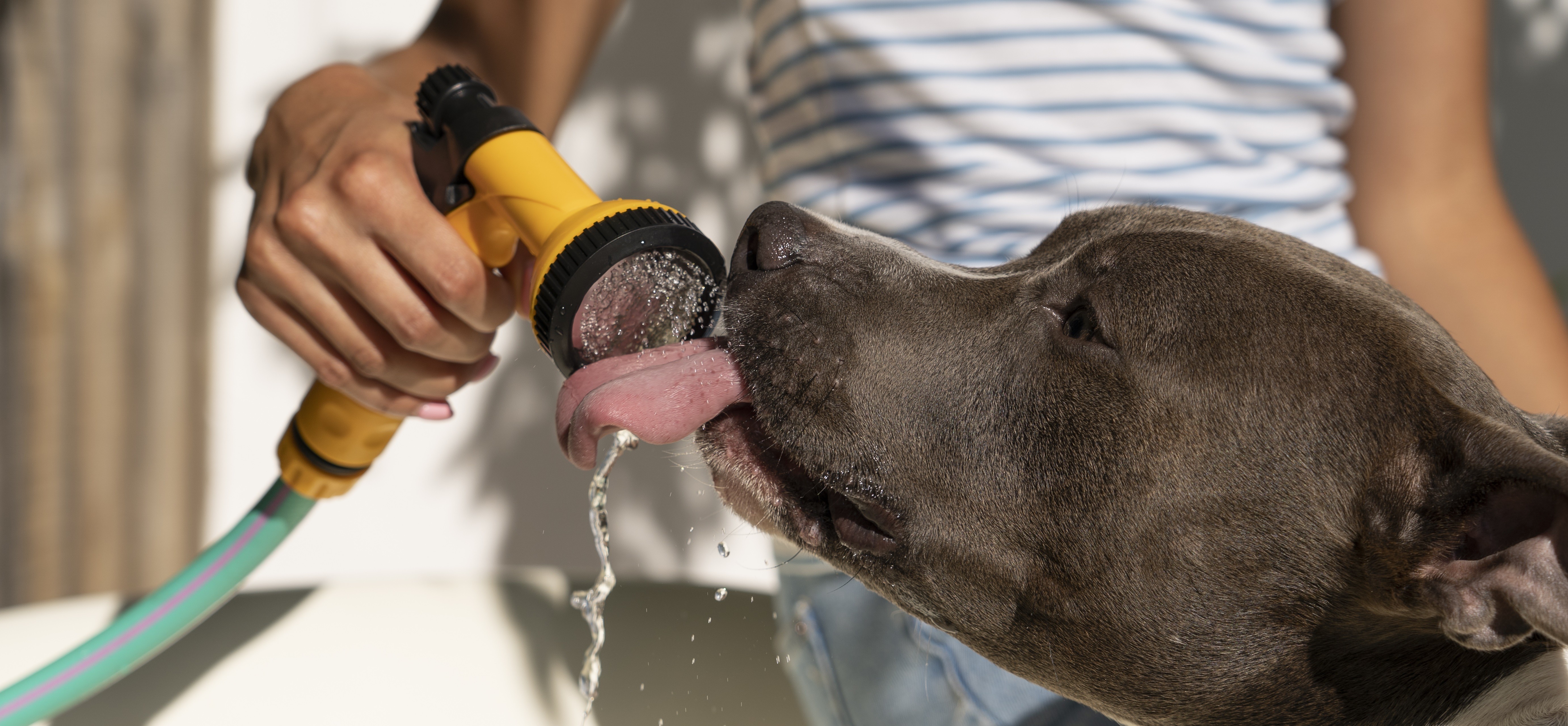 Pets precisam de cuidados especiais em dias quentes