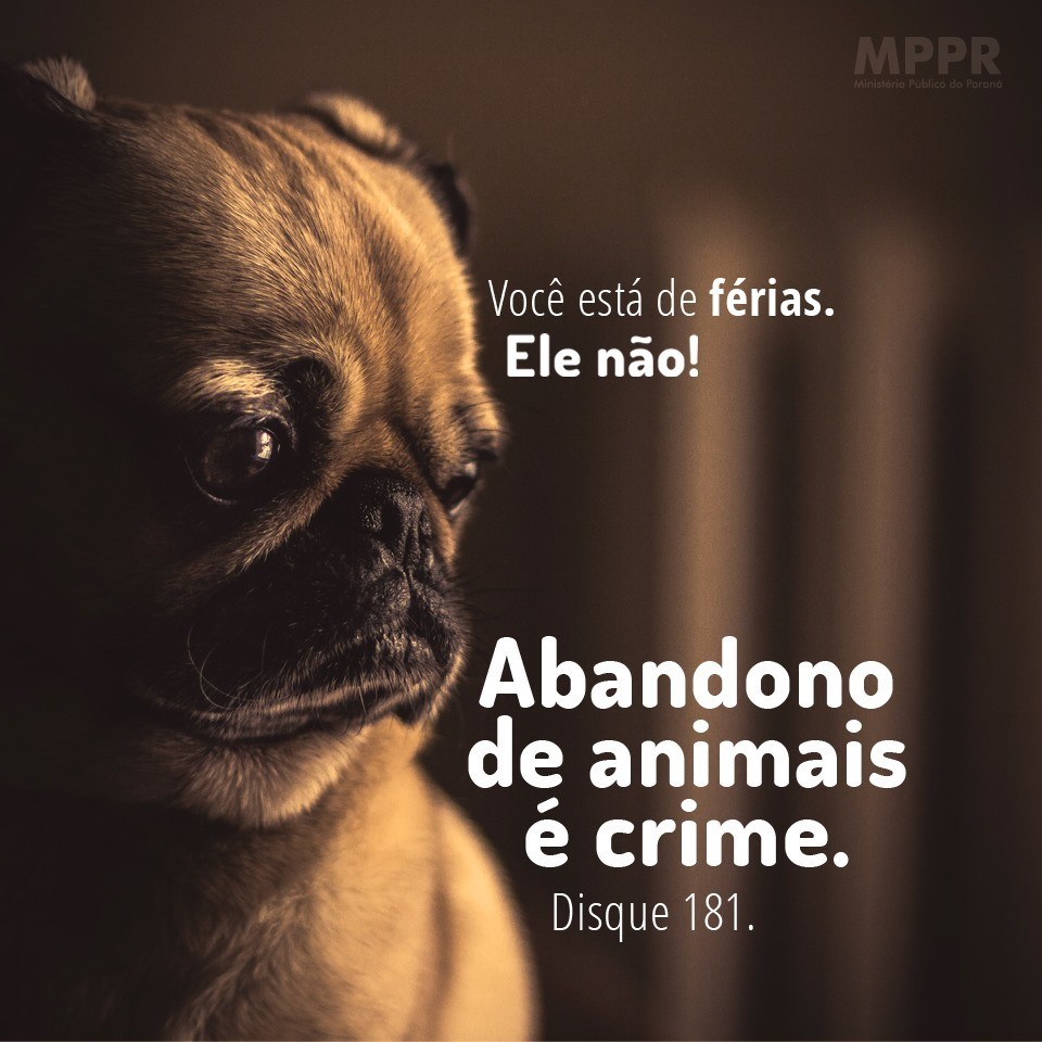 Abandono de animais é crime