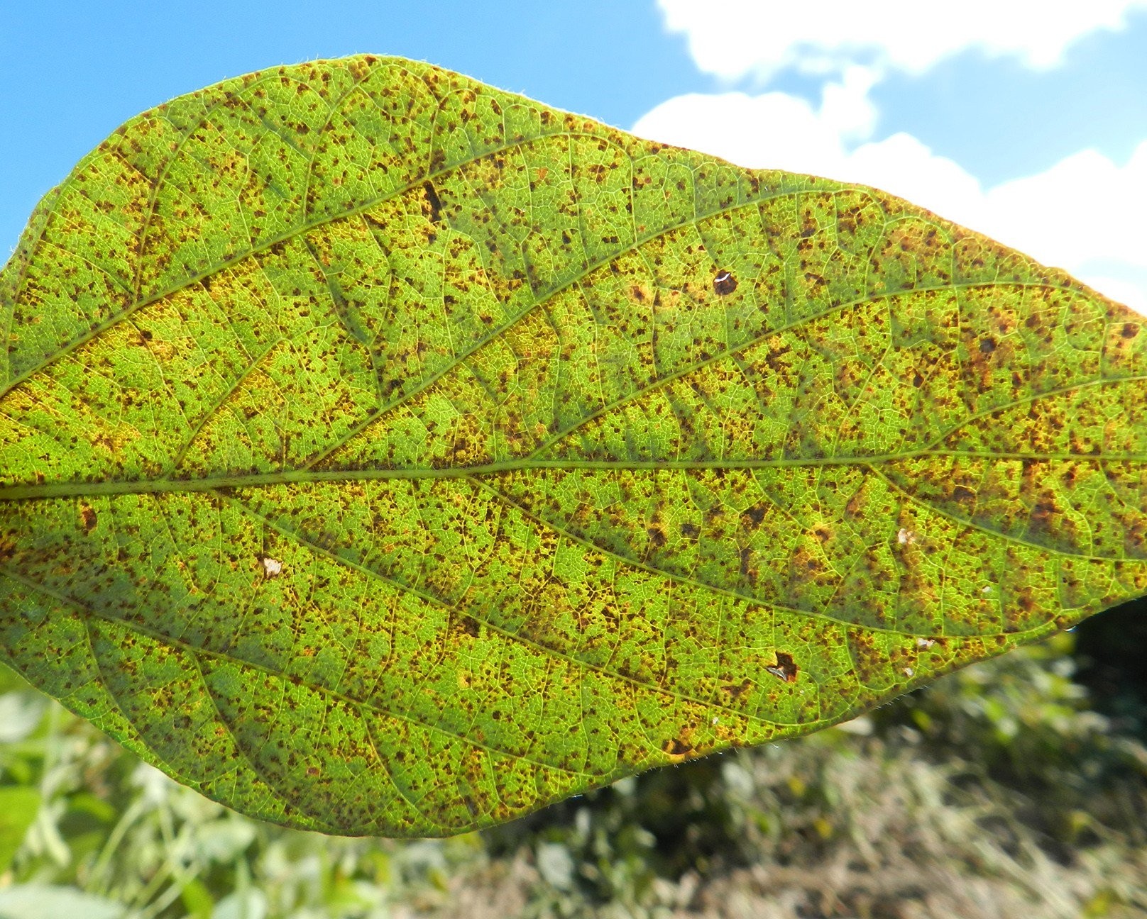 Paraná é o estado com maior concentração de ferrugem da soja no país