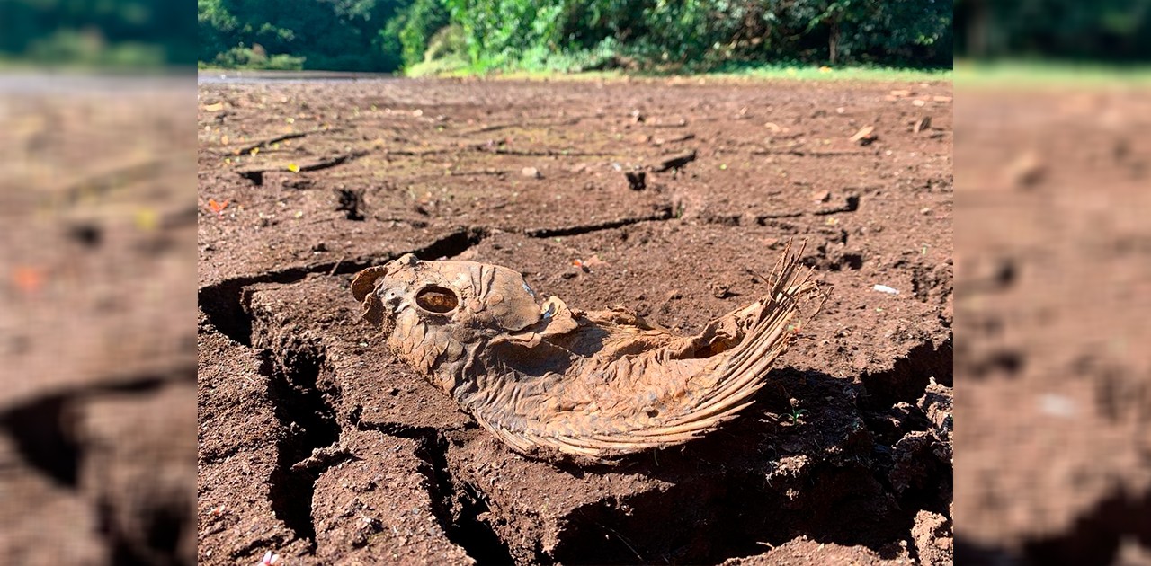Plano de manejo do lago do Parque do Ingá inclui uma “despesca”