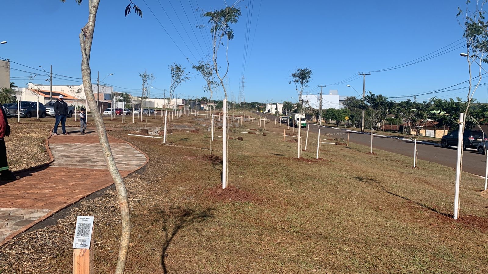 Maringá planta 500 mudas de árvores em quatro locais da cidade