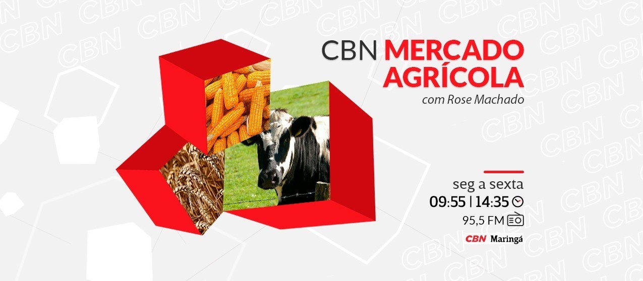 Milho custa R$ 91 a saca em Maringá e Londrina