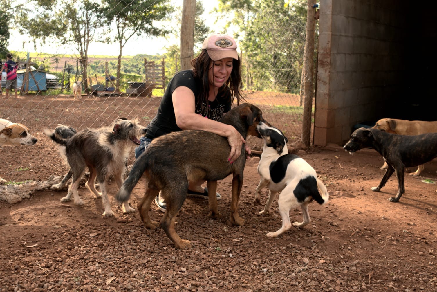 Sociedade Protetora dos Animais de Sarandi pede ajuda para alimentar abrigados