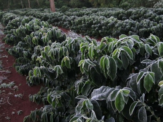 Cadeia de café deve incorporar novo processo