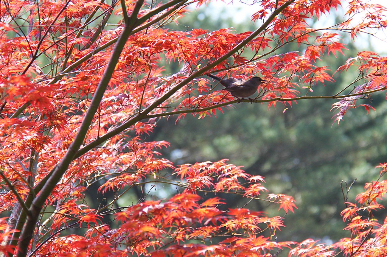 Outono começa nesse domingo (20) com previsão de mudanças de temperaturas