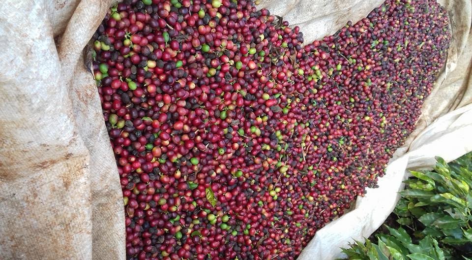 Saca do café custa R$ 377 na região de Maringá