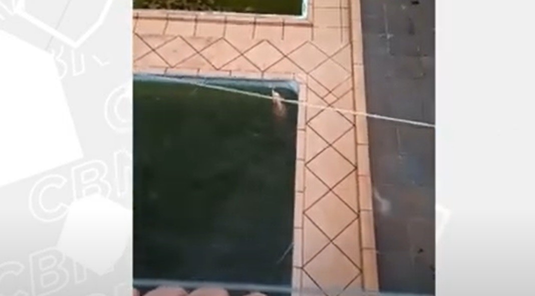 Cachorro é resgatado de piscina por bombeiros