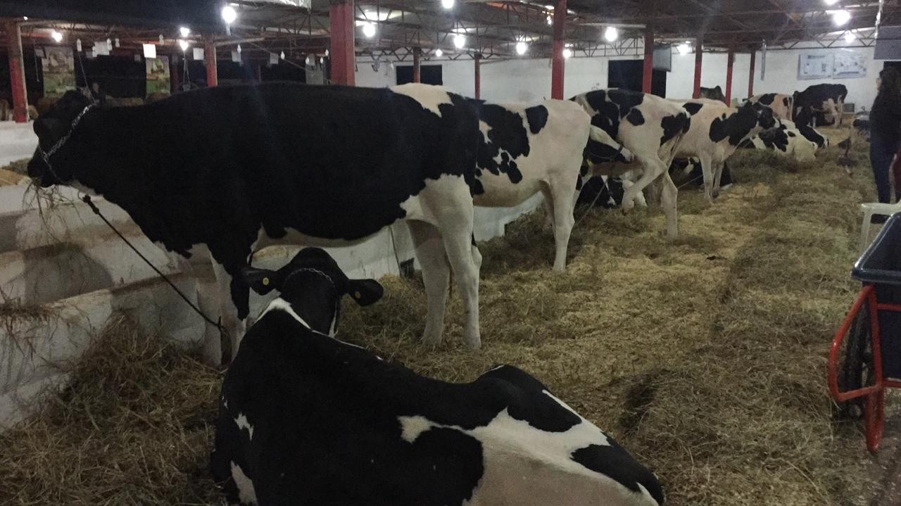 Quatro animais disputam torneio leiteiro deste ano na Expoingá
