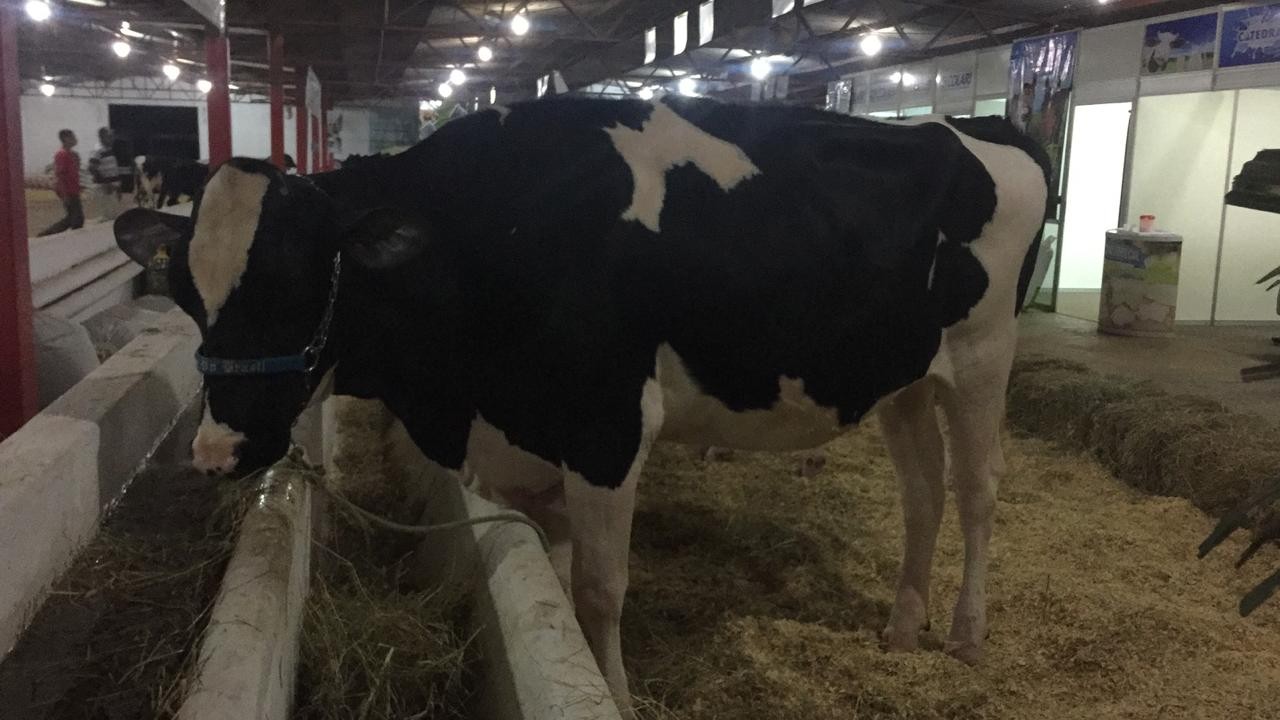 Torneio leiteiro tem início nesta segunda-feira (07) na Expoingá