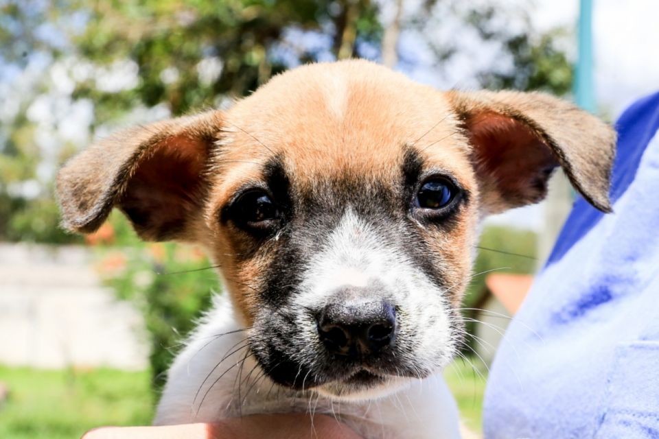 Na temporada de frio os pets também sofrem com doenças respiratórias