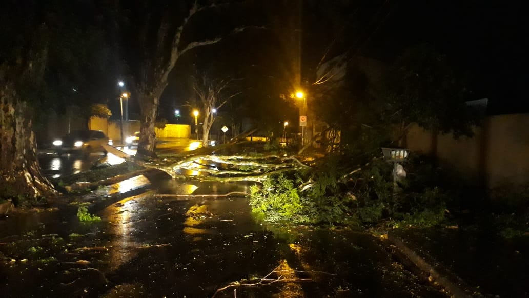 Chuva causa estragos em Maringá; 62 árvores caíram