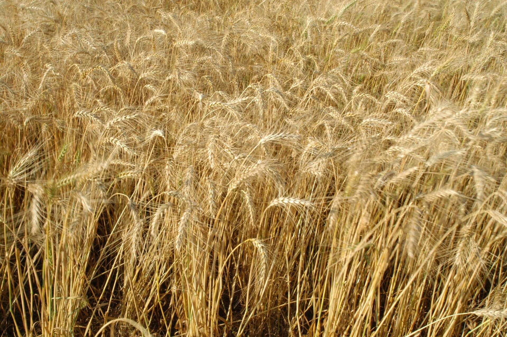 Trigo custa R$ 47,50 a saca em Maringá