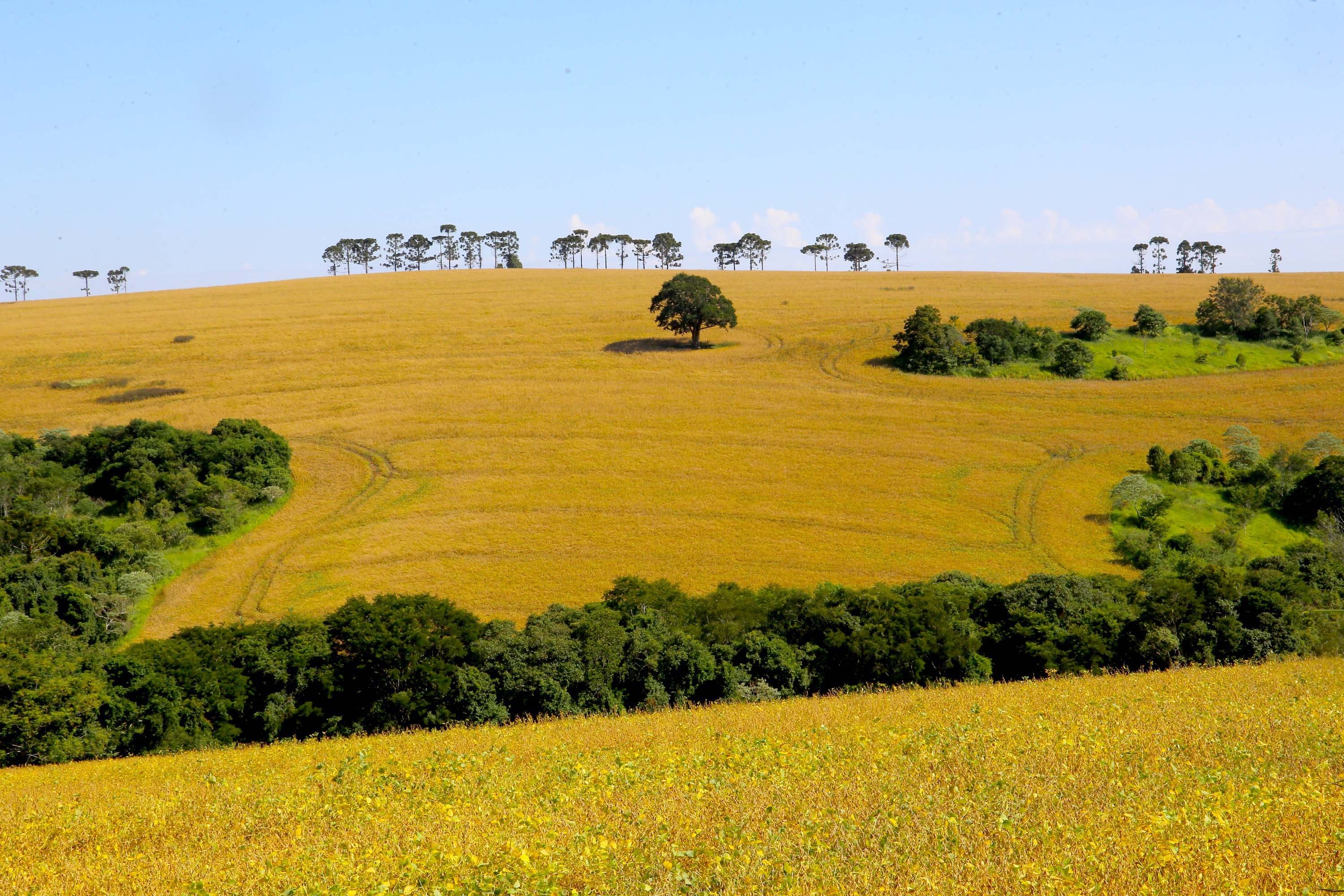 Conflito entre Rússia e Ucrânia continuam influenciando preços das commodities