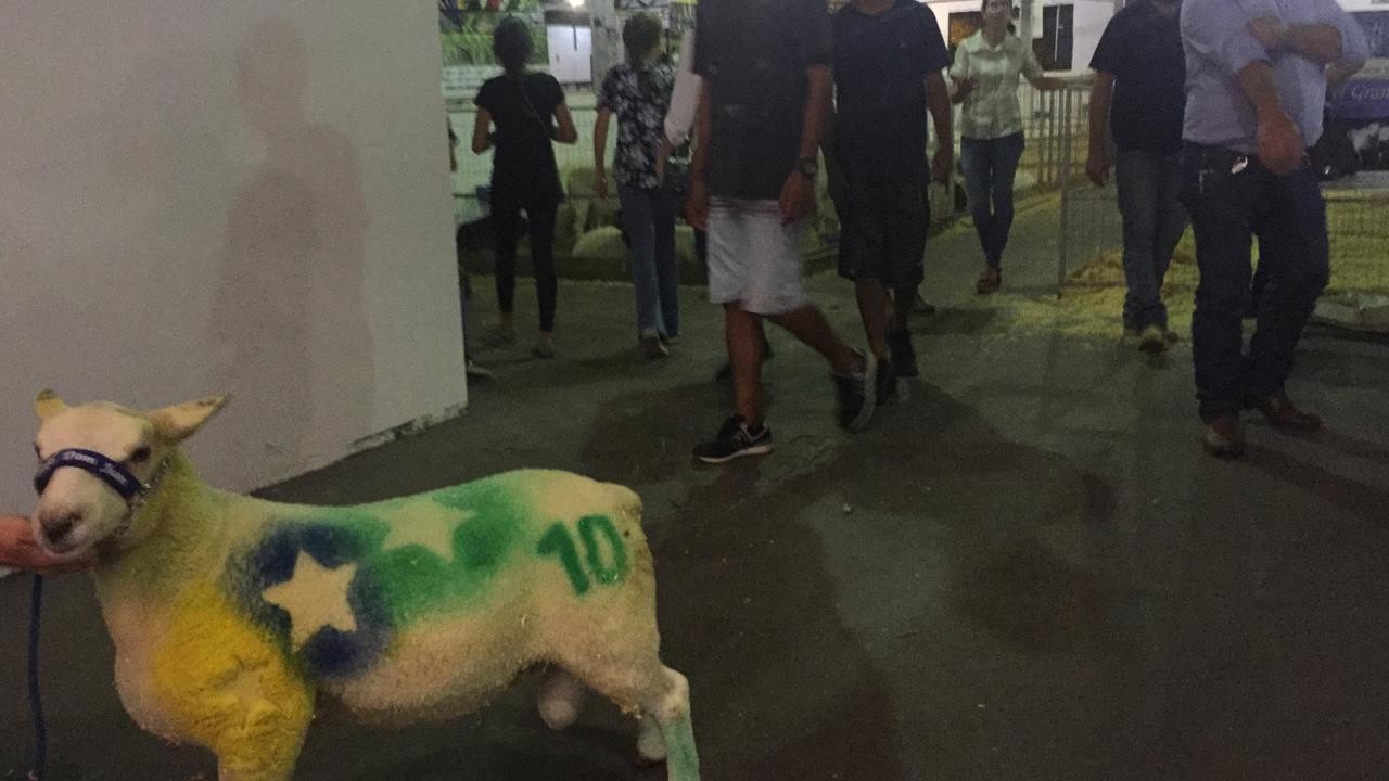 Pavilhão de ovinos tem número recorde de raças em exposição e muitas atrações