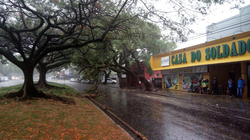 Árvore de grande porte cai e interdita parte da Avenida Laguna em Maringá