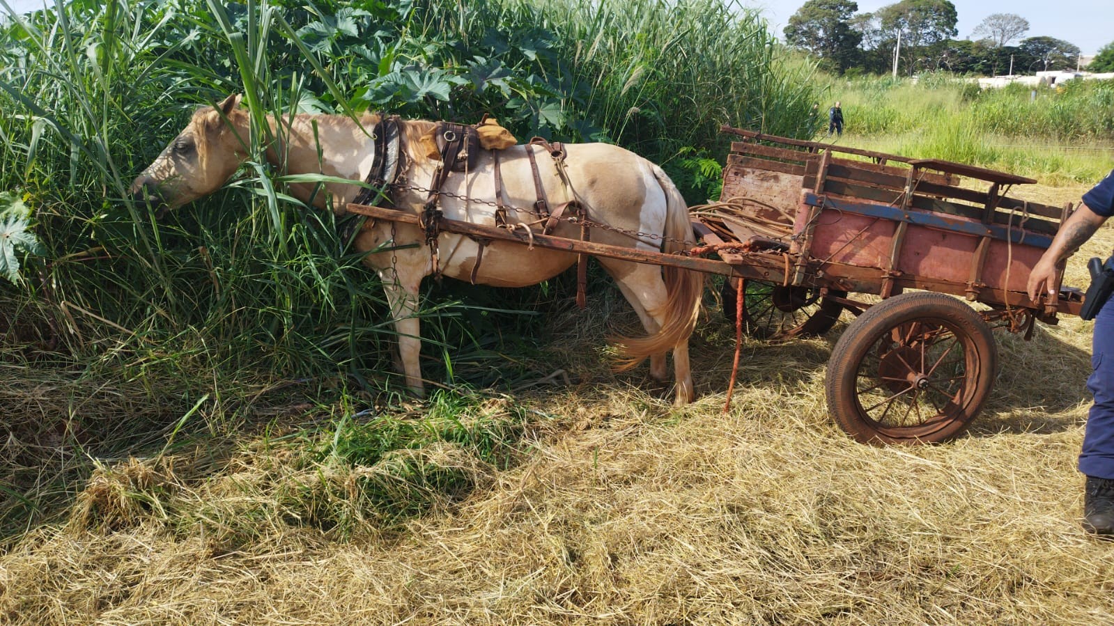 Cavalo e carroça são abandonados perto da linha do trem em Sarandi