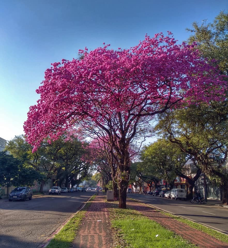 Florada dos ipês-roxos transformam a paisagem de ruas e avenidas de Maringá