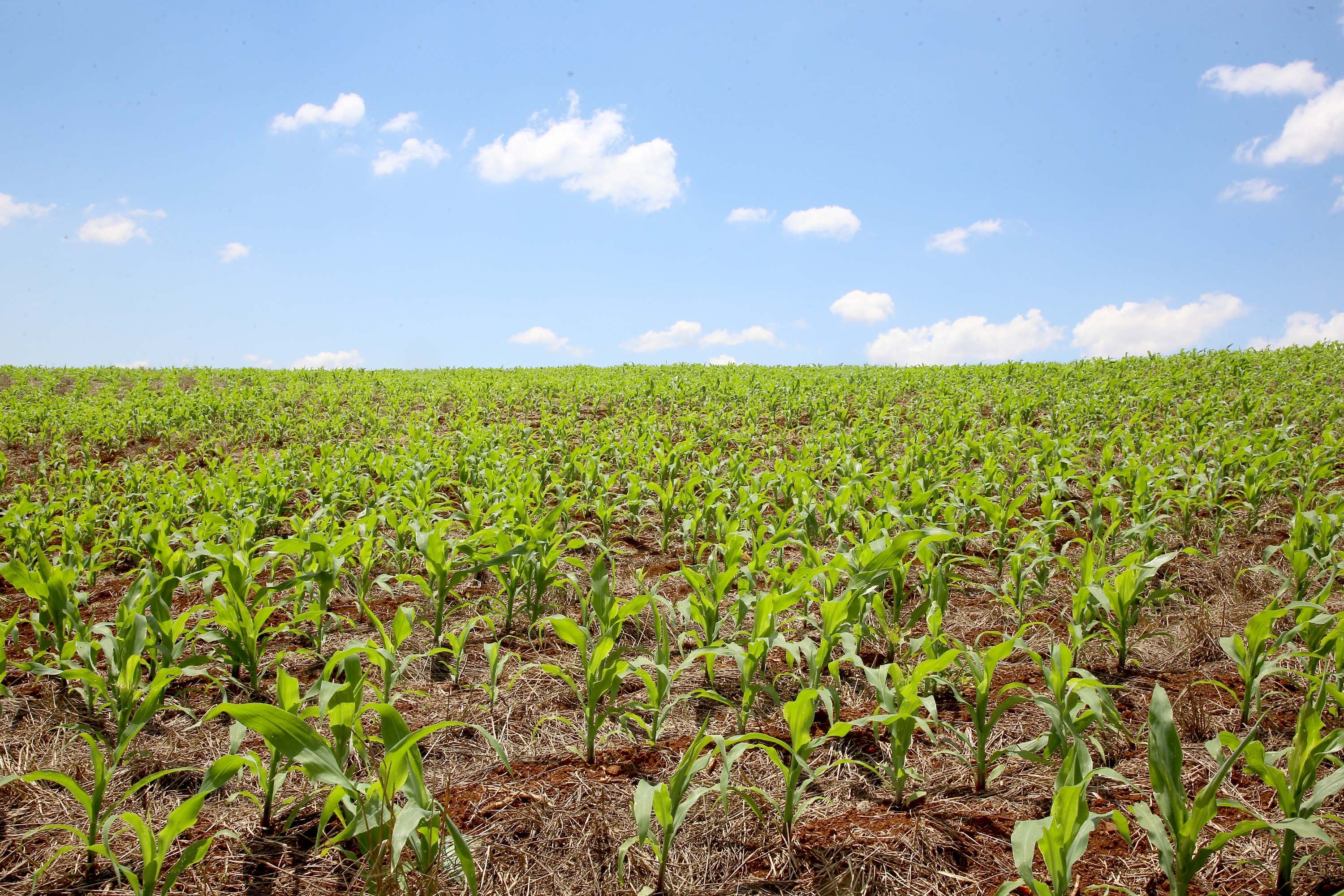 Valor Bruto da Produção Agropecuária deve crescer 2,7%