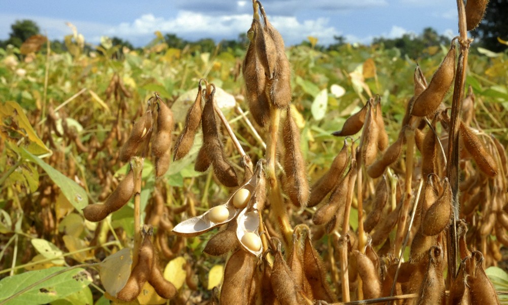 Soja terá a menor expansão de quatro safras, diz Rabobank