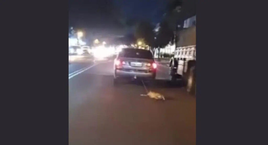 Cachorro transportado em porta-malas cai e é arrastado por carro