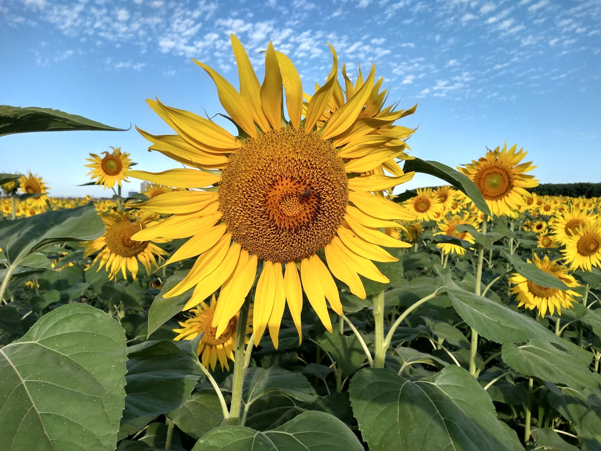Semana começa com previsão de temperaturas altas e previsão de chuva; veja como fica o tempo na semana